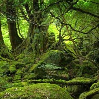 Ла Гомера - островът с най-добре запазената гора в Европа